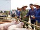 Heo hơi hôm nay 13.12: Giá tăng lan rộng khắp ba miền