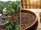 Giá cà phê hôm nay 14.12: Giữ mốc trên 101.000 đồng/kg