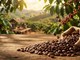 Giá cà phê hôm nay 3.3 giảm mạnh, mất mốc 96.000 đồng/kg