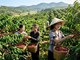 Giá cà phê hôm nay 11.4: Cà phê Tây Nguyên tăng nhẹ