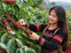 Giá cà phê hôm nay 30.4: Tăng mạnh, nông dân phấn khởi