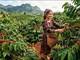 Giá cà phê hôm nay 7.5: Tăng trở lại, nông dân phấn khởi