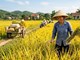 Giá lúa gạo hôm nay 8.5: Gạo nguyên liệu tiếp tục tăng giá