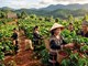 Cà phê hôm nay 15.5: Bật tăng 1.000 đồng/kg trên toàn Tây Nguyên