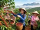 Giá cà phê hôm nay 27.5: Đà giảm chững lại, tín hiệu phục hồi xuất hiện