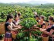 Giá cà phê hôm nay 28.5 bật tăng mạnh, tái lập mốc 88.500 đồng/kg