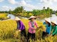 Giá lúa gạo hôm nay 28.5: Lúa thơm giữ giá, gạo phổ thông chịu áp lực giảm
