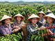 Giá cà phê hôm nay 31.5: Tây Nguyên đồng loạt mất 1.800 đồng/kg