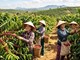 Giá cà phê 3.6 lao dốc phiên thứ hai liên tiếp, điều gì đang xảy ra?
