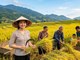 Giá lúa gạo hôm nay 3.6: Lúa Hè Thu giữ giá, thị trường chờ lực đẩy mới