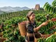 Giá cà phê hôm nay 13.6: Tây Nguyên bật thêm hơn 2.000 đồng/kg