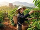 Giá cà phê hôm nay 14.6: Tăng nóng, Tây Nguyên lấy lại vùng giá cao