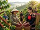 Giá cà phê hôm nay 18.6:Tây Nguyên lùi khỏi mốc 90.000 đồng/kg