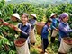 Giá cà phê hôm nay 22.6: Quay đầu giảm, xu hướng tiếp theo ra sao?