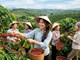 Giá cà phê hôm nay 23.6: Tăng nhẹ nhưng thị trường vẫn thận trọng