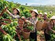 Giá cà phê hôm nay 28.6: Giảm 600 đồng/kg, vì sao mốc 90.000 đồng/kg vẫn chưa mất hẳn?