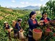 Giá cà phê hôm nay 30.6: Thị trường chờ tín hiệu mới từ Robusta