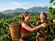 Giá cà phê hôm nay 2.7 bật tăng 1.200 đồng/kg, vì sao thị trường nóng lại?