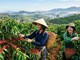 Giá cà phê hôm nay 4.7: Tăng lên 93.000 đồng/kg, vì sao thị trường tiếp tục nóng?