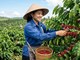 Giá cà phê hôm nay 5.7: Giảm 100 đồng/kg, vì sao chưa đáng lo?