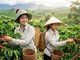 Giá cà phê hôm nay 6.7: Đi ngang ở vùng cao, chờ tín hiệu tuần mới