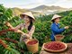 Giá cà phê hôm nay 9.7: Giảm mạnh hơn 2.000 đồng/kg
