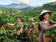 Giá cà phê hôm nay tăng mạnh, cao nhất 97.300 đồng/kg