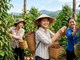Giá hồ tiêu hôm nay 15.7.2026: Cao nhất 140.000 đồng/kg