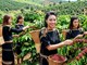 Giá cà phê ngày 16.7 đi ngang, cao nhất 97.300 đồng/kg