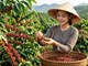Giá cà phê hôm nay 19.7.2026 tăng mạnh, cao nhất 97.900 đồng/kg