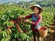 Giá cà phê hôm nay 21.7.2026: Nhiều nơi lên 98.000 đồng/kg