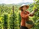 Giá hồ tiêu hôm nay 21.7.2026: Cao nhất 140.500 đồng/kg