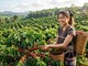 Giá cà phê hôm nay 27.7: Đi ngang quanh mốc 96.000 đồng/kg