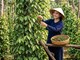 Giá hồ tiêu hôm nay 27.7: Đi ngang, trung bình 138.800 đồng/kg