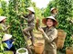 Giá hồ tiêu hôm nay 29.7.2026: Nhiều vùng tăng 1.000 đồng/kg