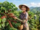 Giá cà phê hôm nay 2.8.2026: Trong nước tăng nhẹ, Arabica bật mạnh