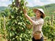 Giá hồ tiêu hôm nay 2.8.2026: Đồng loạt giảm 1.000 đồng/kg