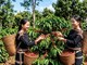 Giá cà phê hôm nay 3.8.2026 đi ngang, cao nhất 97.000 đồng/kg