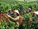 Giá cà phê hôm nay 7.8.2026: Trong nước và thế giới đồng loạt tăng