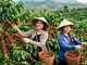 Giá cà phê hôm nay 8.8.2026 giảm mạnh 1.500 đồng/kg