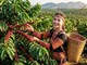 Giá cà phê hôm nay 9.8.2026: Trong nước giảm, Arabica tăng hơn 4%