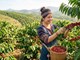 Giá cà phê hôm nay 16.9.2026 đồng loạt tăng 200 đồng/kg
