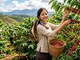 Giá cà phê hôm nay 10.10: Trong nước mất thêm 1.000 đồng/kg