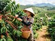 Giá cà phê hôm nay 12.10.2026 giữ nguyên sau phiên tăng mạnh