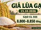 Giá lúa gạo hôm nay 15.10.2026: Gạo CL555 ở mức 8.800–8.850 đồng/kg
