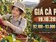 Giá cà phê hôm nay 19.10.2026: Sức ép vụ mới còn đáng chú ý