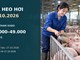 Giá heo hơi hôm nay 28.10.2026: Theo dõi sức mua sau nhịp giảm rộng