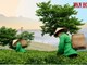 Chè shan tuyết mở lối sinh kế cho người dân rẻo cao vùng biên viễn