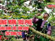 (Infographic) Lóng Phiêng - vùng mận trù phú, giàu bản sắc văn hóa các dân tộc