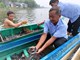 An Cư phát triển sinh kế mùa lũ từ 40.000 con cá giống